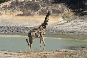 Diani: Arabuko Vogelbeobachtung, Naturspaziergang Tsavo East
