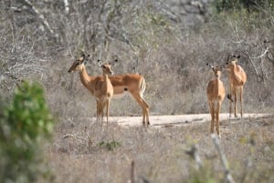 Diani: Arabuko Vogelbeobachtung, Naturspaziergang Tsavo East