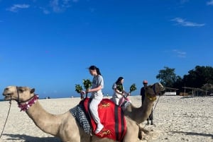 DIANI: KAMELRITT AM STRAND