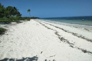 Diani Strand: Glazen Bodem Boot, Snorkelen & Zonnebank Tour