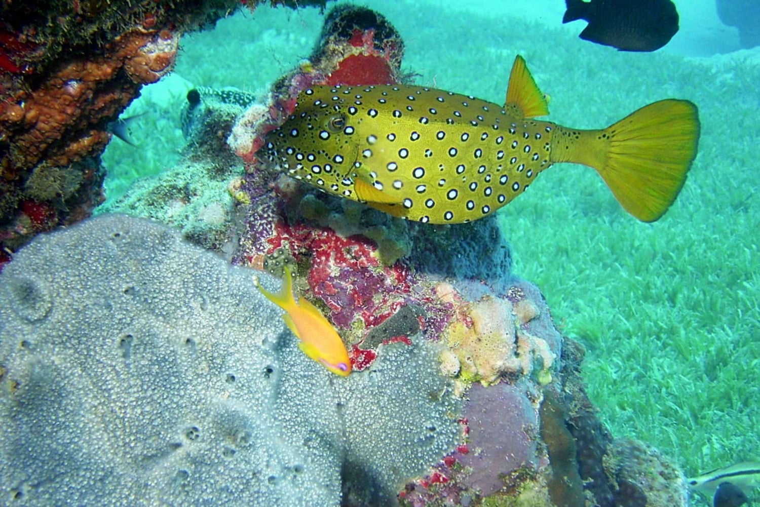 Diani Beach: Kisite Marine Park Dhow e snorkeling con pranzo