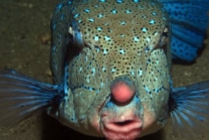 Diani Beach: Kisite Marine Park Dhow e snorkeling con pranzo