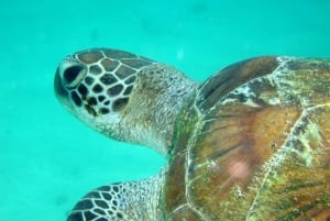 Diani Beach: Kisite Marine Park Dhow e snorkeling con pranzo