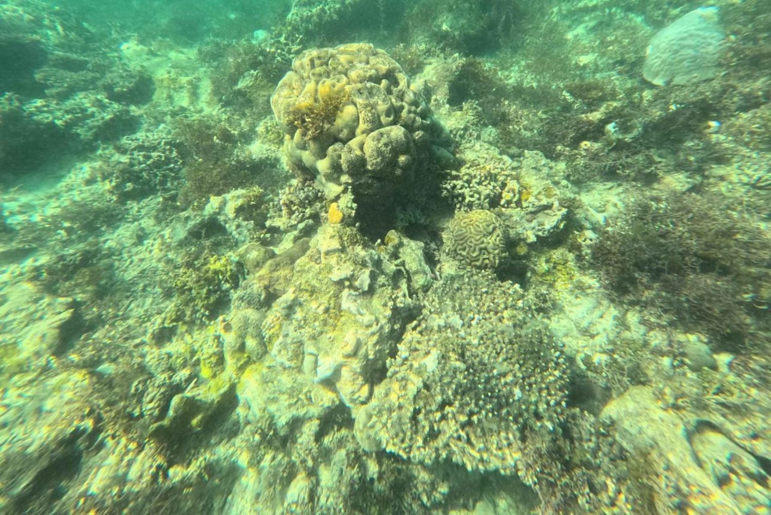 Diani Beach: Tagestour zum Kisite Marine Park & zur Insel Wasini