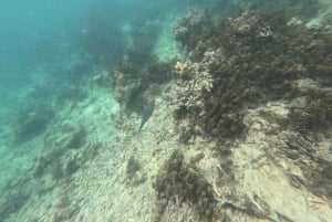 Diani Beach: Tagestour zum Kisite Marine Park & zur Insel Wasini