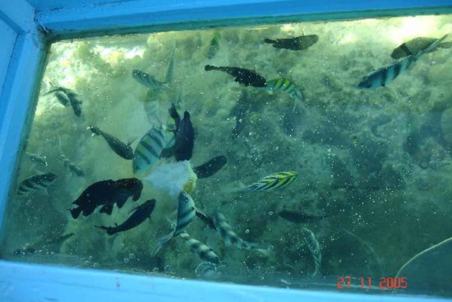 Diani Beach: boottocht met glazen bodem naar Robinson Island met snorkelen