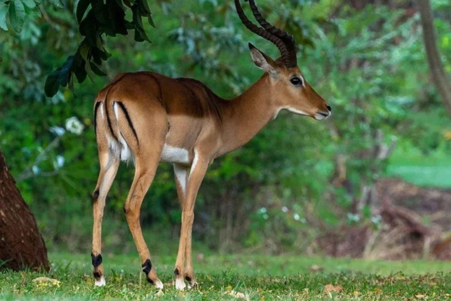 Diani: City Tour, Vipingo Ridge Golf, Tsavo East Game Drive