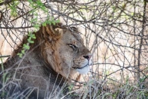 Diani: City Tour, Vipingo Ridge Golf, Tsavo East Game Drive