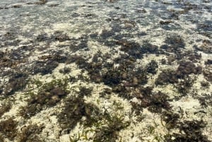 Diani: Ganztagestour mit Guide in Tiwi Beach & Diani