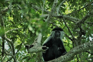 Diani: Kaya Kinondo heliga skog och Gazi Bay