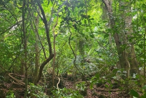 Diani: Kaya Kinondo heliga skog och Gazi Bay