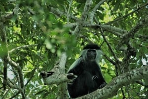 Diani: bosque sagrado de Kaya Kinondo y bahía de Gazi