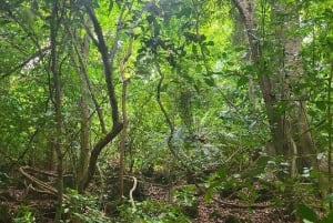Diani: bosque sagrado de Kaya Kinondo y bahía de Gazi