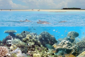 Diani: Parco Marino Kisite Mpunguti con pranzo