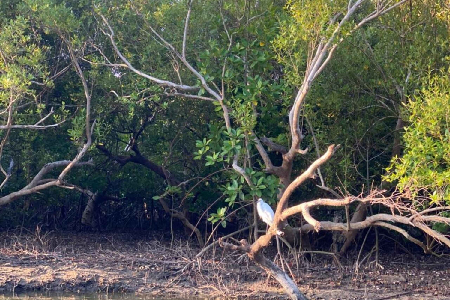 Diani: Kanotur i solnedgangen på Kongo-elven med henting på hotellet