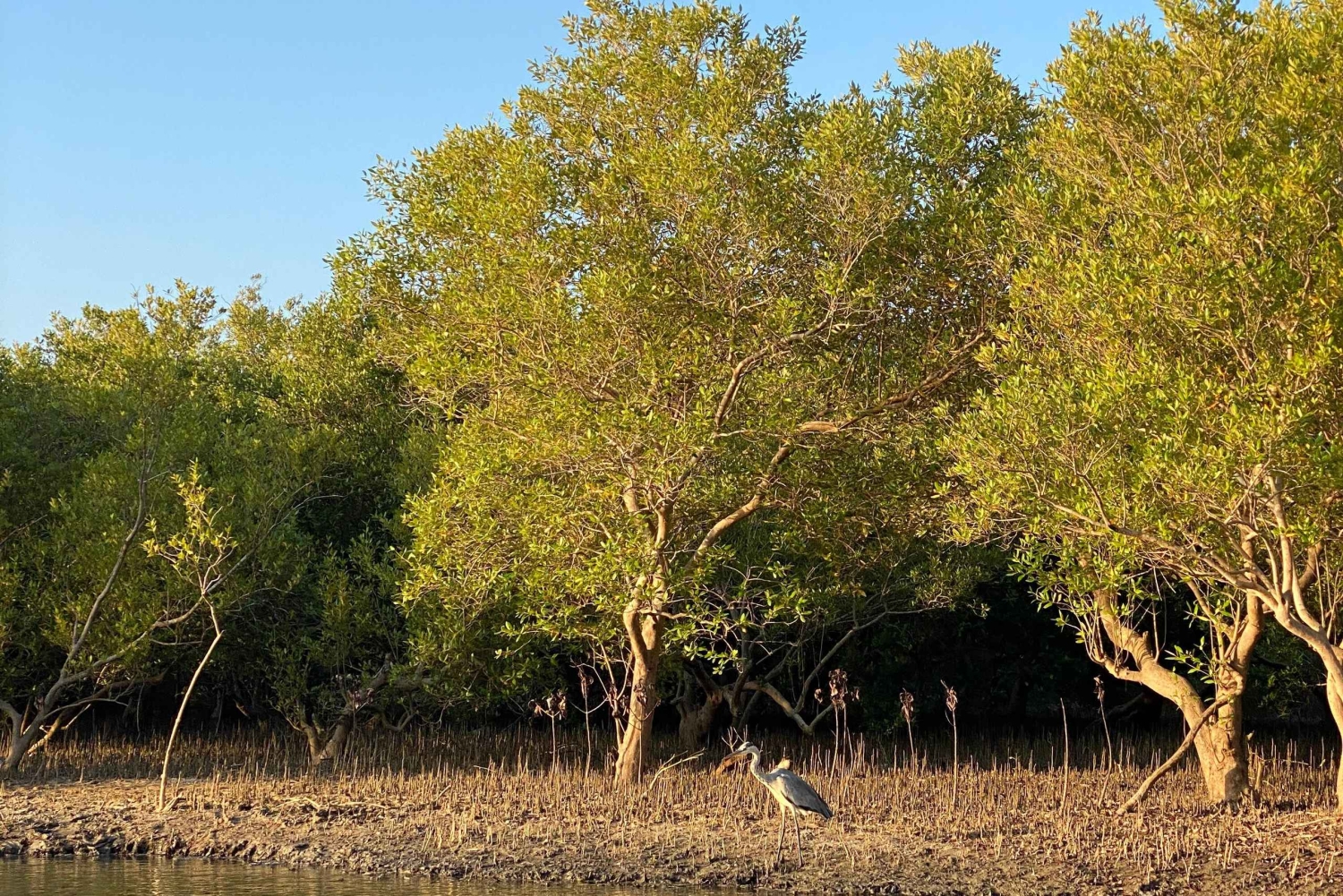 Diani: Kanotur i solnedgangen på Kongo-elven med henting på hotellet
