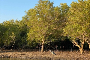 Diani: Kanotur i solnedgangen på Kongo-elven med henting på hotellet