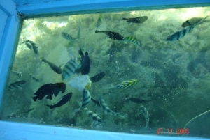 Diani: Robinson Island Glass-Bottom Boat Tour