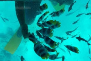 Diani: Robinson Island Glass-Bottom Boat Tour