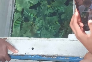 Diani: Robinson Island Glass-Bottom Boat Tour
