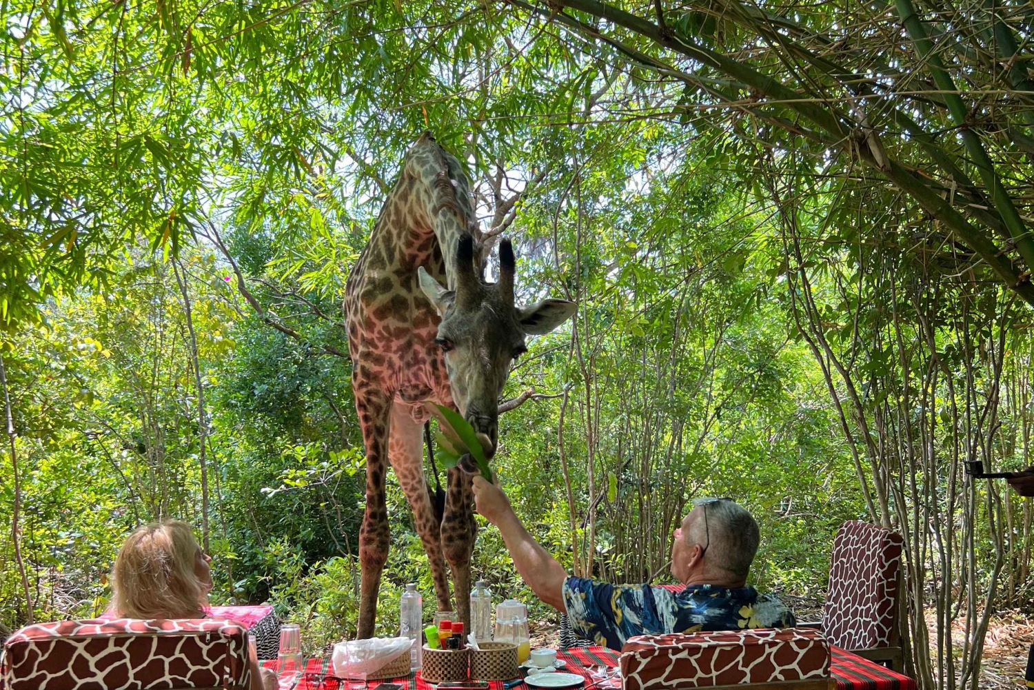 DIANI: JAA ATERIA KIRAHVIEN KANSSA