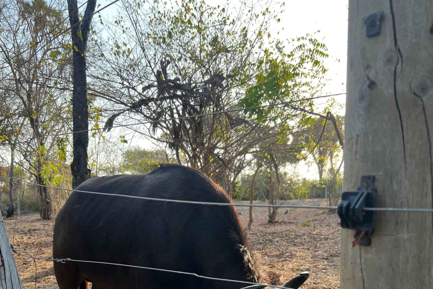 DIANI: JAA ATERIA KIRAHVIEN KANSSA
