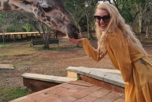 DIANI: SHARE A MEAL WITH GIRAFFES