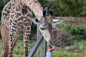 DIANI: JAA ATERIA KIRAHVIEN KANSSA