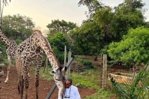 DIANI: JAA ATERIA KIRAHVIEN KANSSA