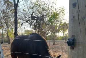 DIANI: JAA ATERIA KIRAHVIEN KANSSA