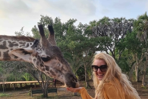 DIANI: JAA ATERIA KIRAHVIEN KANSSA