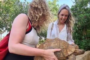 DIANI: JAA ATERIA KIRAHVIEN KANSSA