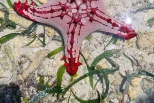 Diani: Snorkeling and Swimming at African Pool in Tiwi Beach