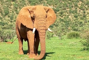 Discover Maasai Mara: 3-Day Group Safari Excursions
