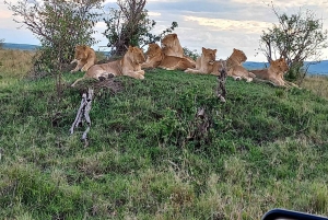 Discover Maasai Mara: 3-Day Group Safari Excursions