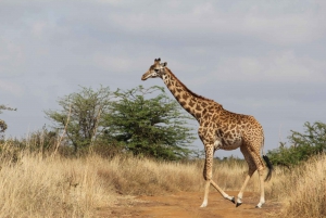 Discover Maasai Mara: 3-Day Group Safari Excursions