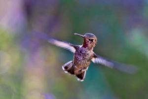 Discover the Beauty of Lake Nakuru 2 Days Mid Range Tour