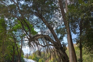 Doi Inthanon Karen Coffee Workshop & Village Life (No Trek)