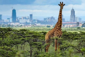 Tôt le matin, parc de Nairobi, centre des éléphants et des girafes