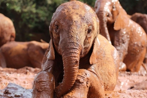 Tôt le matin, parc de Nairobi, centre des éléphants et des girafes