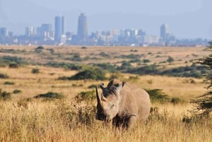 Tôt le matin, parc de Nairobi, centre des éléphants et des girafes