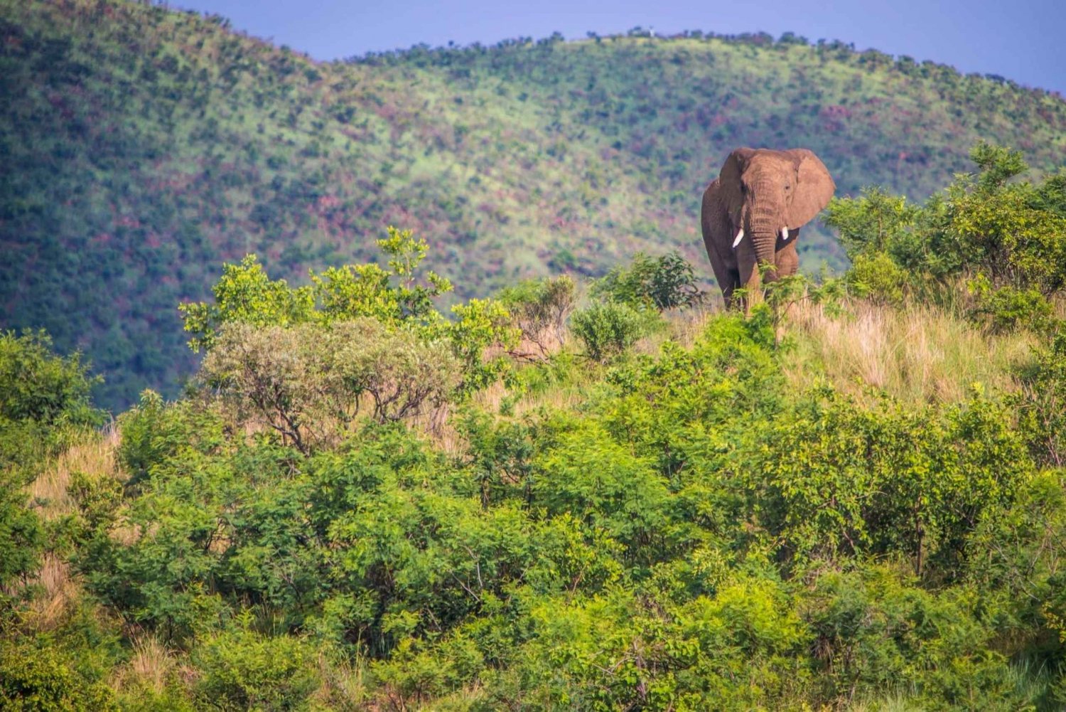 Vandring i Elephant Hills: 1-dags eventyr fra Nairobi/Naivasha