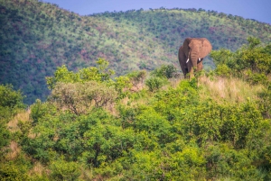 Elephant Hills Hike: 1-Day Adventure from Nairobi/Naivasha