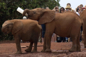 Elefantbarnhem och Bomas i Kenya