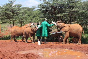 Elefantbarnhem och Bomas i Kenya