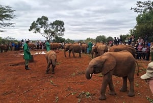 Elephant Orphanage And Giraffe Centre Half Day Trip