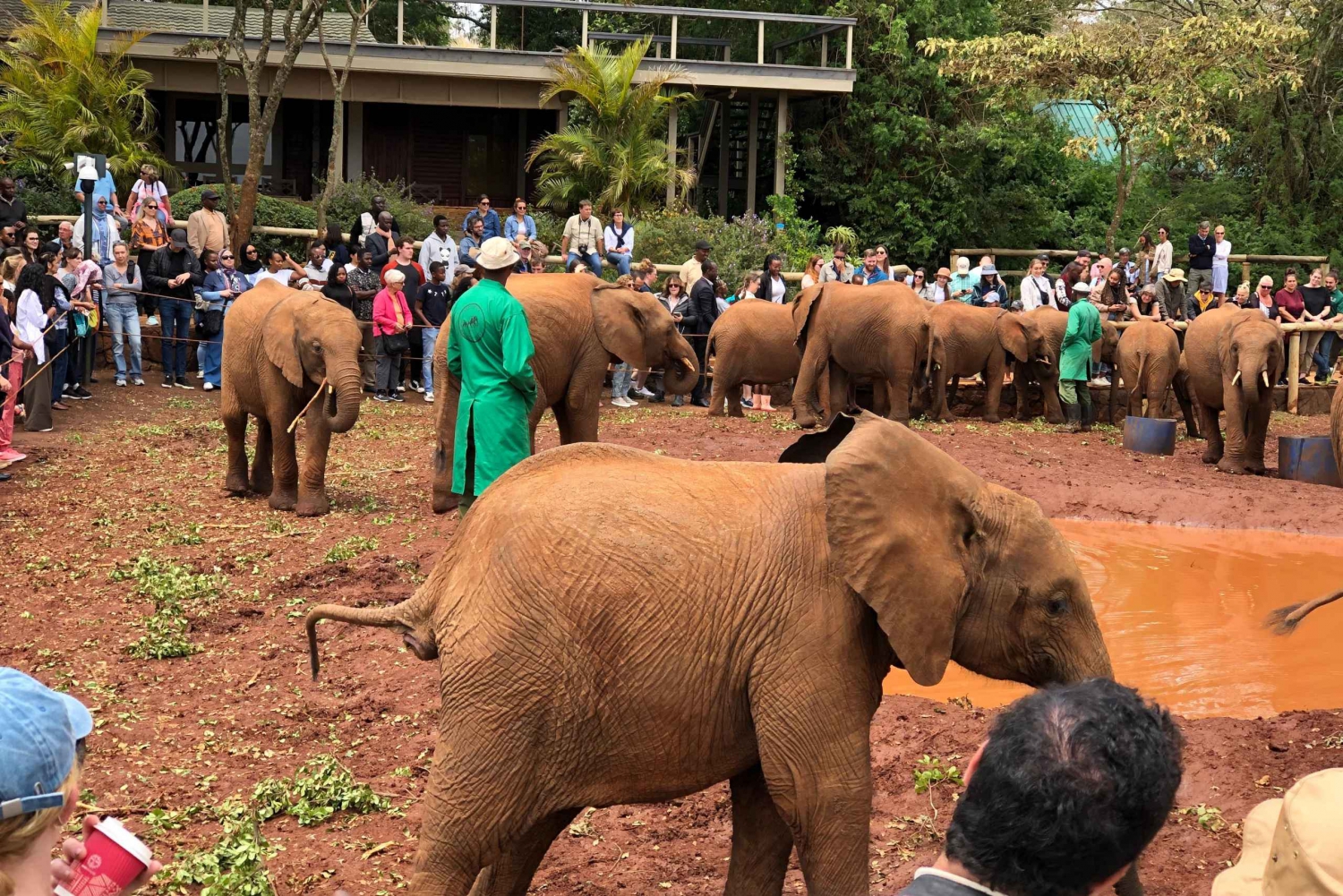 Juego por la tarde en el orfanato de elefantes y el Parque Nacional de Nairobi