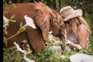 Dagsutflykt: Amboseli National Park & Maasai Village – Nairobi