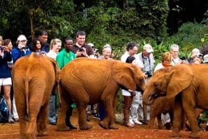 Dagsutflykt: Amboseli National Park & Maasai Village – Nairobi