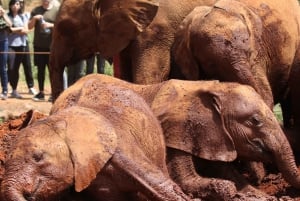 Dagsudflugt til elefantbørnehjem, giraffer og Bomas i Kenya